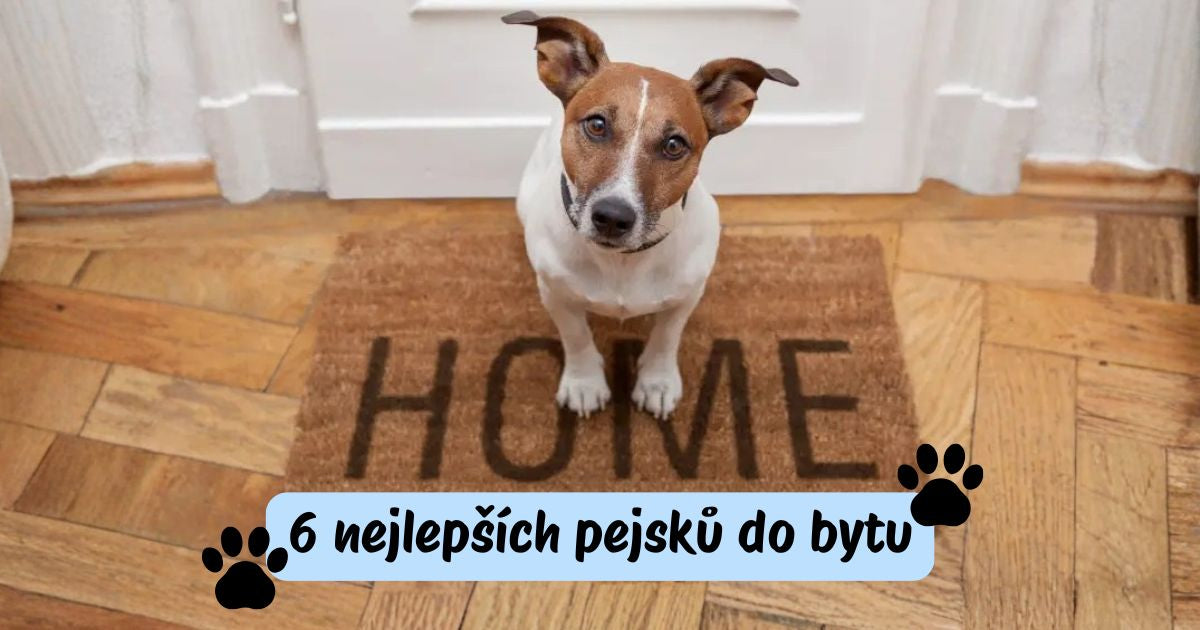 Nejlepší pejsci do bytu 🐶