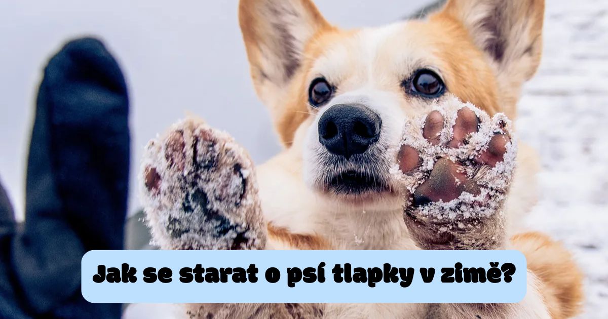Jak chránit tlapky psa v zimě: Kompletní průvodce proti mrazu 🐾